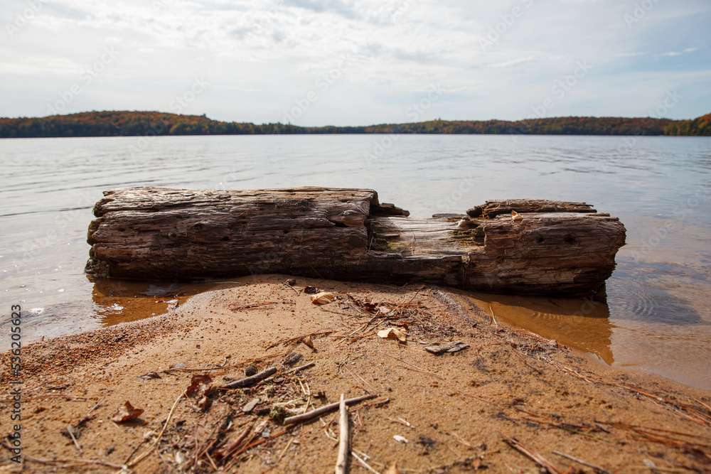 Log washed up along shore
