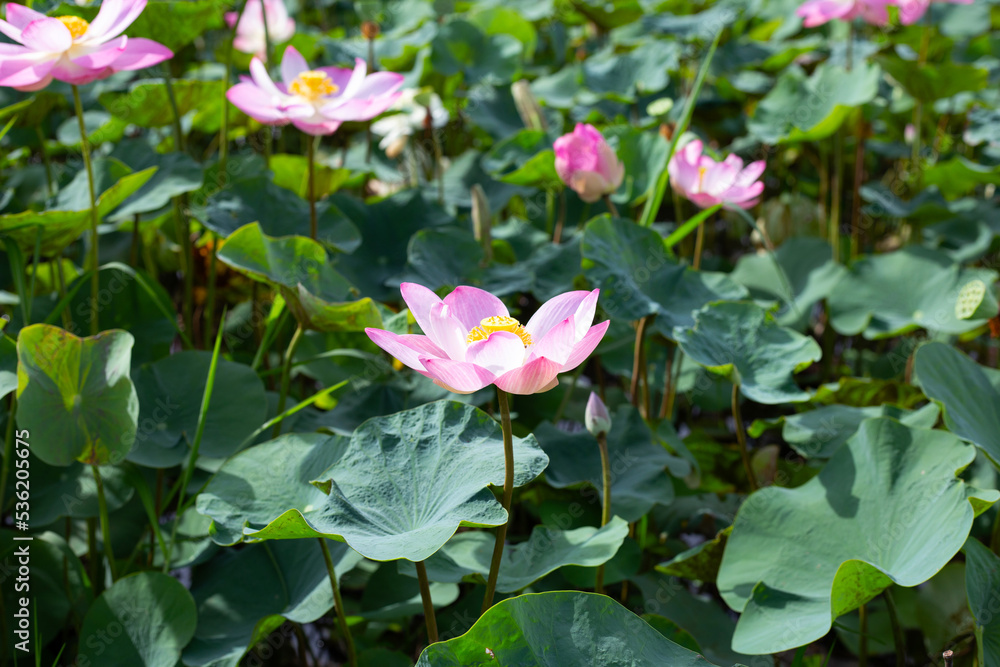 Beautiful blooming pink lotus flower with leaves, Water lily pond