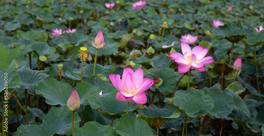 Pink lotus flower blooming in pond with green leaves Pink lotus flower blooming in pond with green leaves