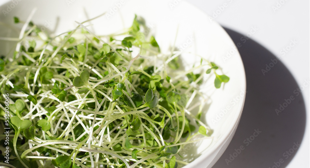 Organic kale sprouts. Healthiest vegetables concept Organic kale sprouts. Healthiest vegetables concept