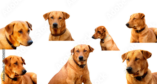 Fototapeta Naklejka Na Ścianę i Meble -  icon lovely Dog red on transparent background