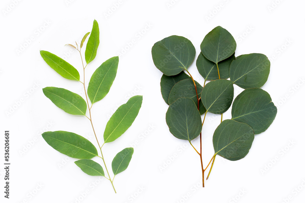 Green leaves of eucalyptus on white