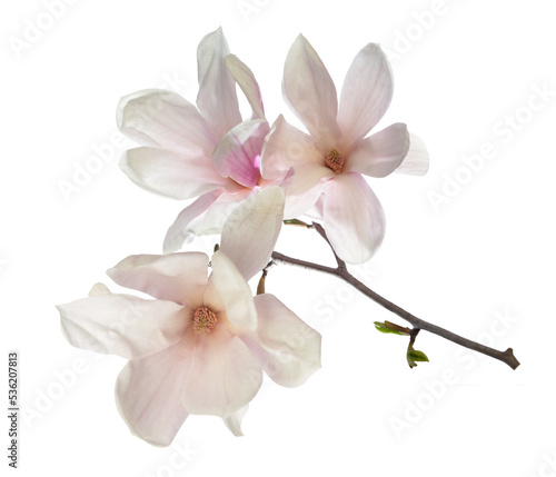 Fototapeta Naklejka Na Ścianę i Meble -  Pink magnolia flowers