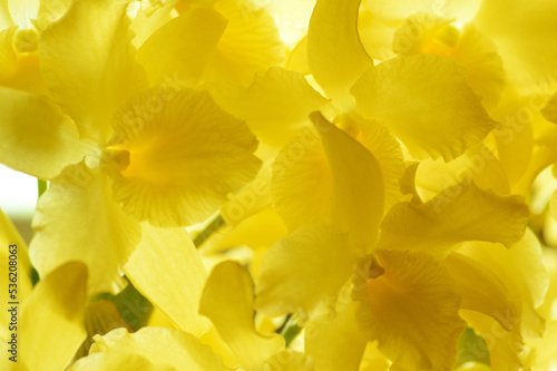 Yellow flower 