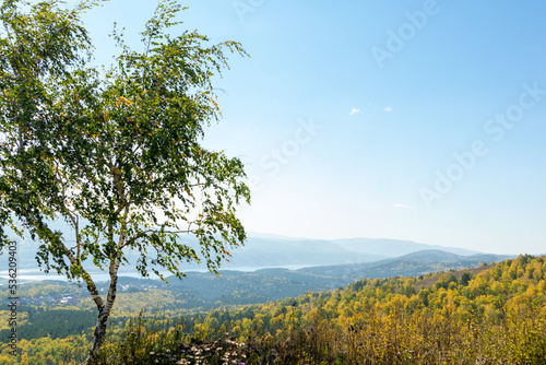 Autumn landscape. A lonely birch tree. View of the autumn river valley.