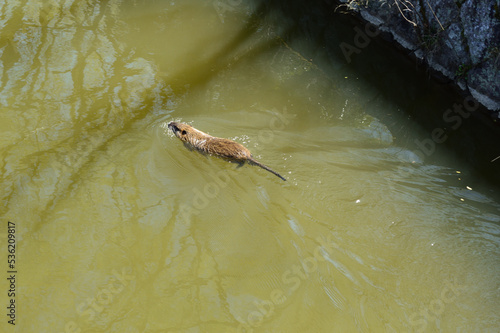 A nutria swimming in a pond