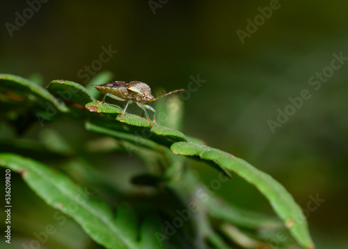 A close-up view of a forest bug on a shrub leaf in the forest in autumn