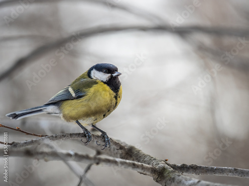 Cute bird Great tit, songbird sitting on a branch without leaves in the autumn or winter.