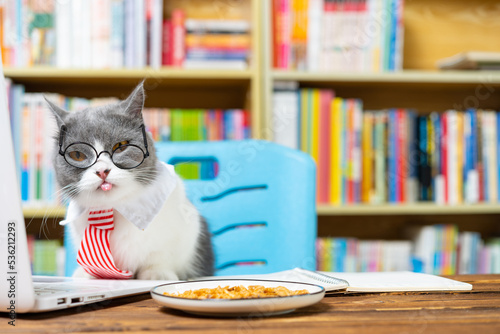 Wallpaper Mural cute british shorthair cat with business tie in front of a laptop and looking at the camera Torontodigital.ca
