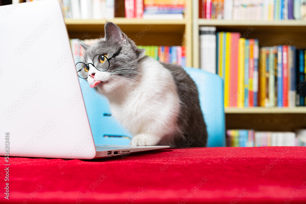 cute british shorthair cat using laptop with books shelf on back cute british shorthair cat using laptop with books shelf on back