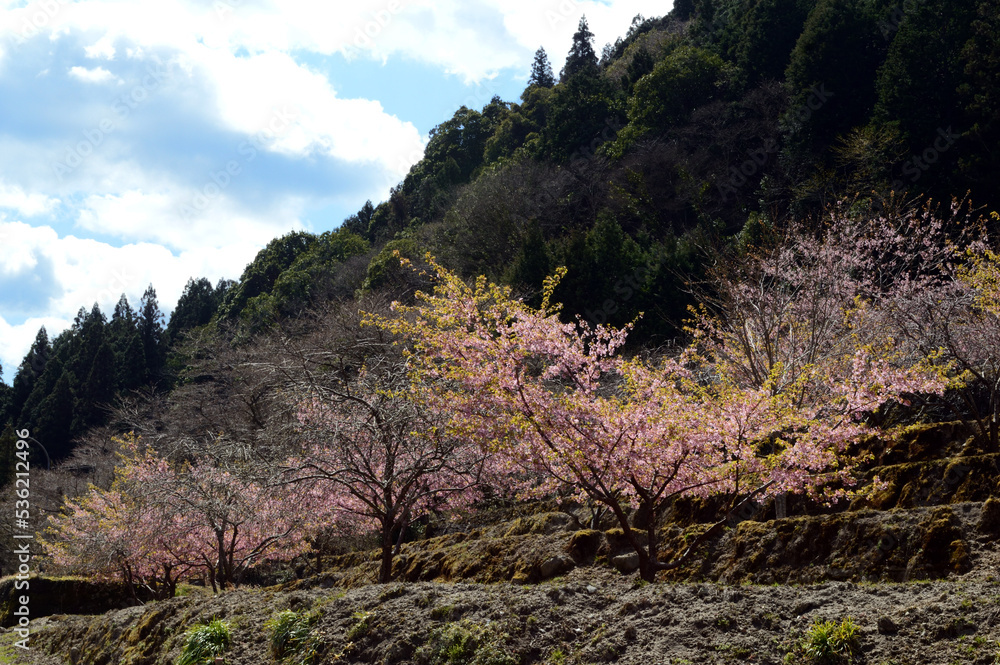 Spring view of the Japanese countryside