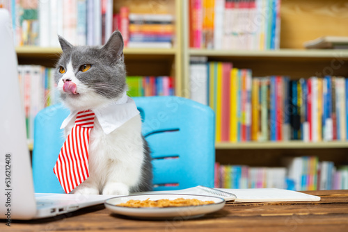 Wallpaper Mural greedy british shorthair cat with white collar and business tie and looking at the laptop Torontodigital.ca