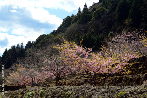 Spring view of the Japanese countryside