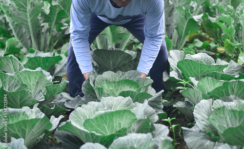 Fresh cabbage from farm field