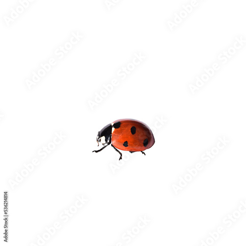 Fototapeta Red ladybug isolated cutout on transparent