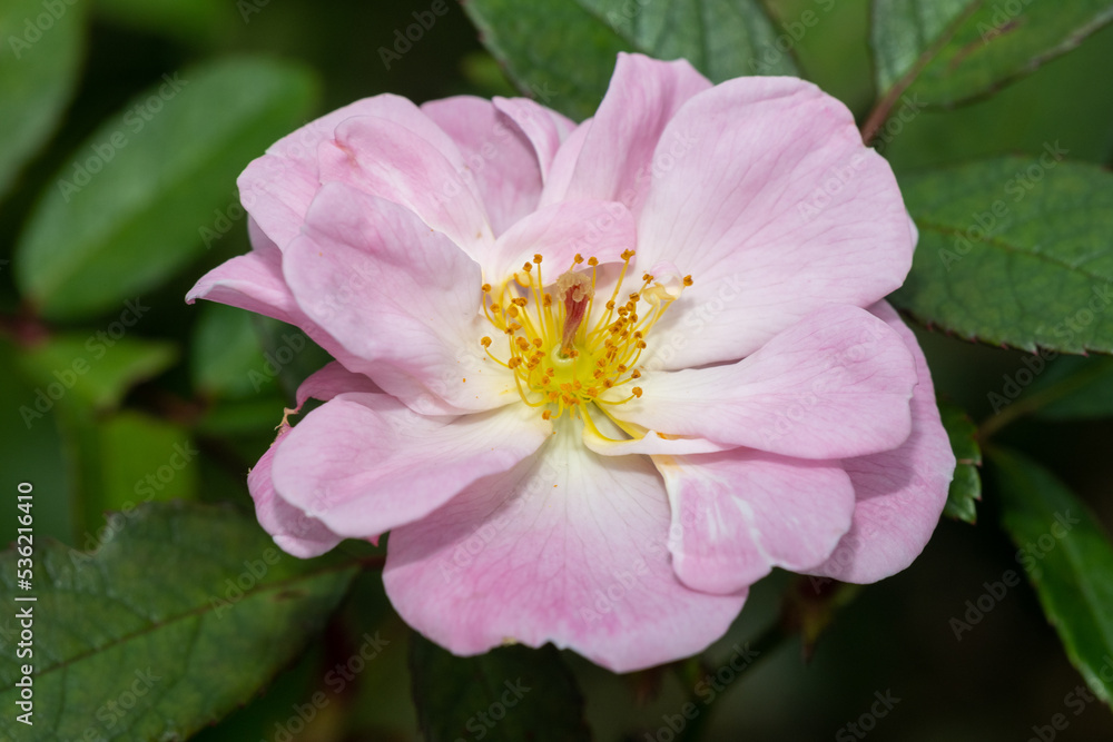 Obraz premium Flower