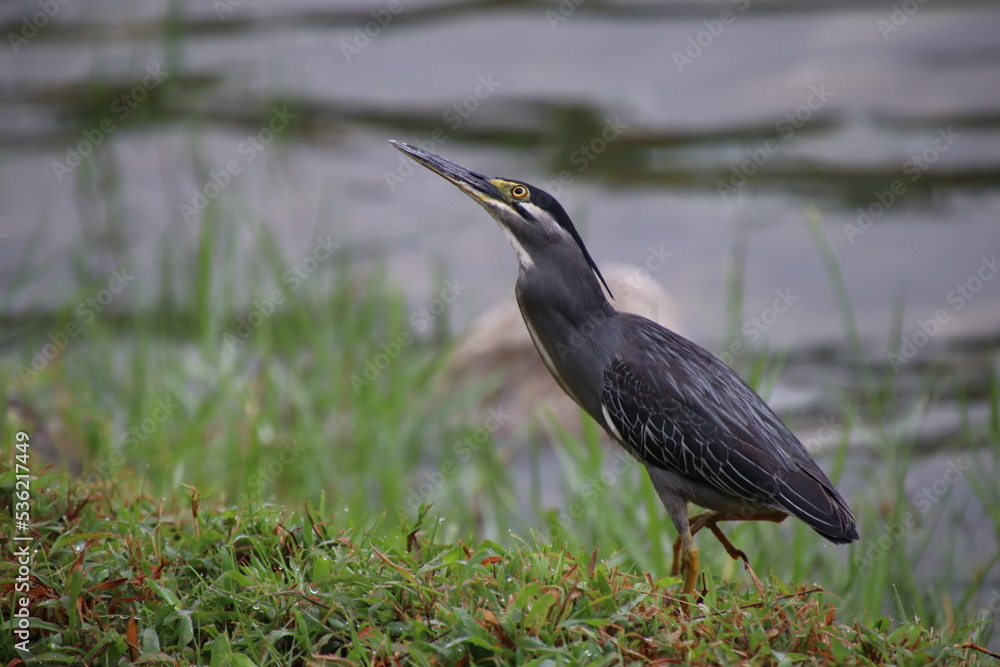 Striated Heron by the bay