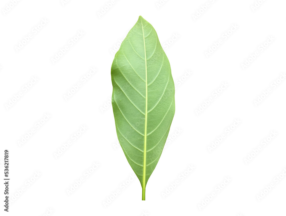 Isolated back surface of green jackfruit leaf with clipping paths. Isolated back surface of green jackfruit leaf with clipping paths.