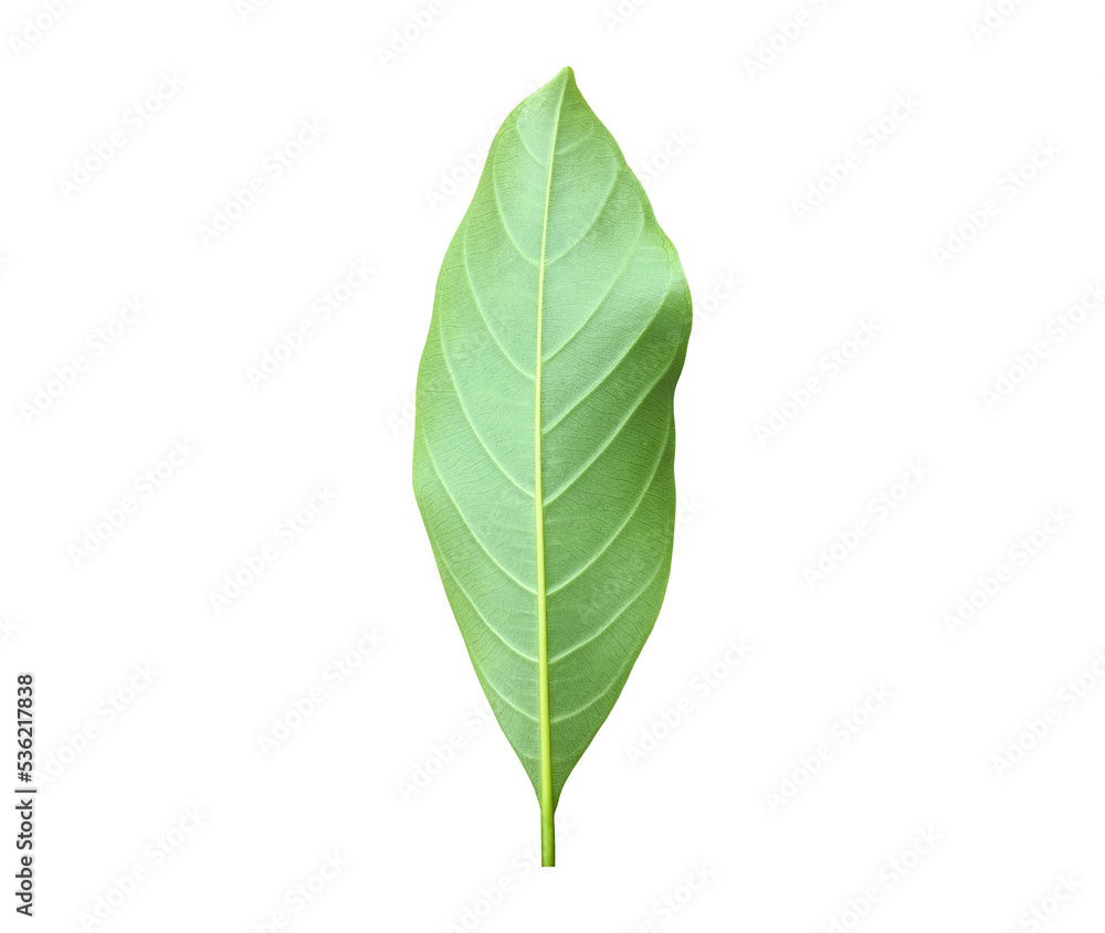 Isolated back surface of green jackfruit leaf with clipping paths. Isolated back surface of green jackfruit leaf with clipping paths.