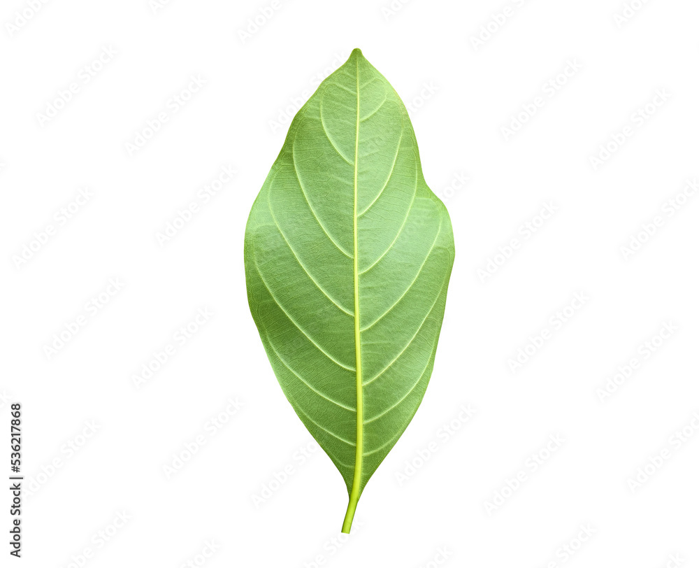 Isolated back surface of green jackfruit leaf with clipping paths. Isolated back surface of green jackfruit leaf with clipping paths.