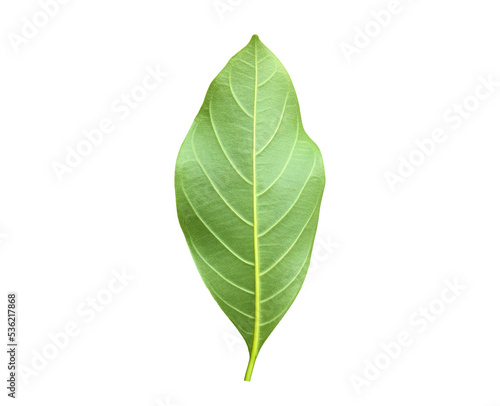 Isolated back surface of green jackfruit leaf with clipping paths.