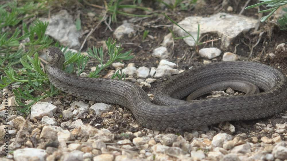 Smooth snake (Coronella austriaca) basking then moving away Smooth snake (Coronella austriaca) basking then moving away