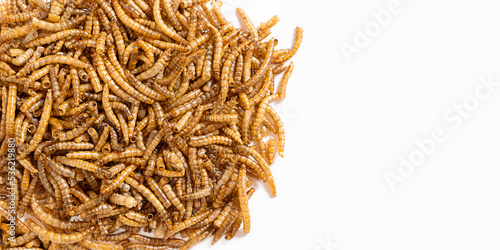 Dried mealworm for feeding hamsters, rats, mice, gerbils, hedgehogs. Banner with place for text. Meal worms are a source of protein and protein. Flat lay. Copy space. photo