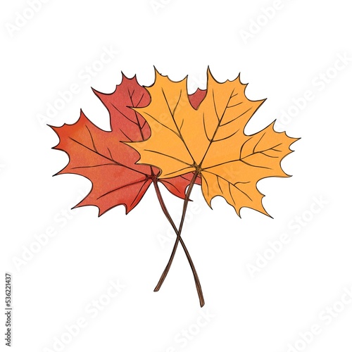 Two maple leaves orange autumn leaf and red autumn leaf - freehand watercolor...