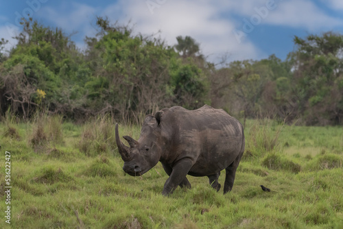 White rhinoceros (Ceratotherium simum) with calf in natural habitat, South Africa photo