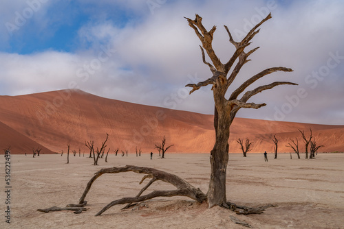 Dead Camelthorn Trees against red dunes and blue sky in Deadvlei, Sossusvlei. Namibia, Africa