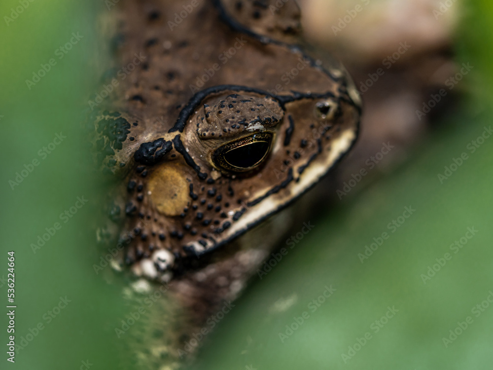 Obraz premium Close-up of the face of a Toad Bufo melanostictus