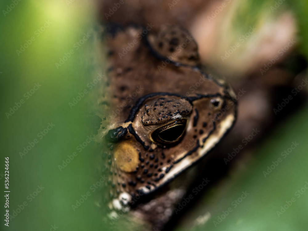 Obraz premium Close-up of the face of a Toad Bufo melanostictus