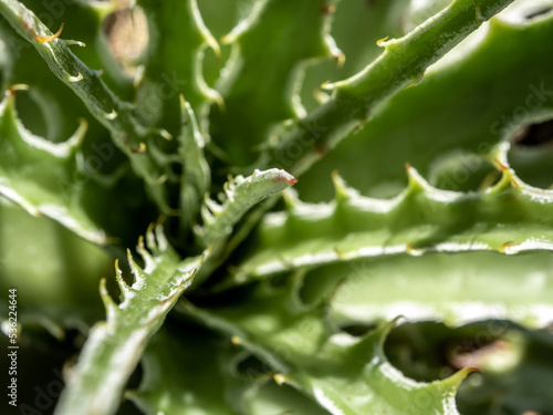 Succulent plant close-up, thorn and detail on leaves of Agave plant © Satakorn