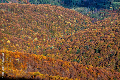 Burst of autumn colors in the mountains, Bieszczady National Park, Carpathians, Poland. © Szymon Bartosz