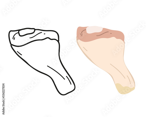 Set a piece of fresh chicken leg on a white background flat and doodle, hand drawn or linear. Flat vector illustration