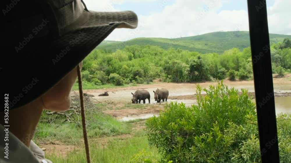 girl traveler on safari watching rhinos Wild animal from the car. Mother and baby rhino getting