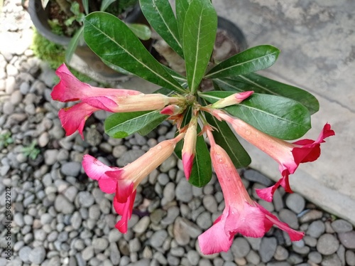 a photo of a red frangipani flower. beautiful flowers and loved by many people