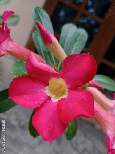 a photo of a red frangipani flower. beautiful flowers and loved by many people