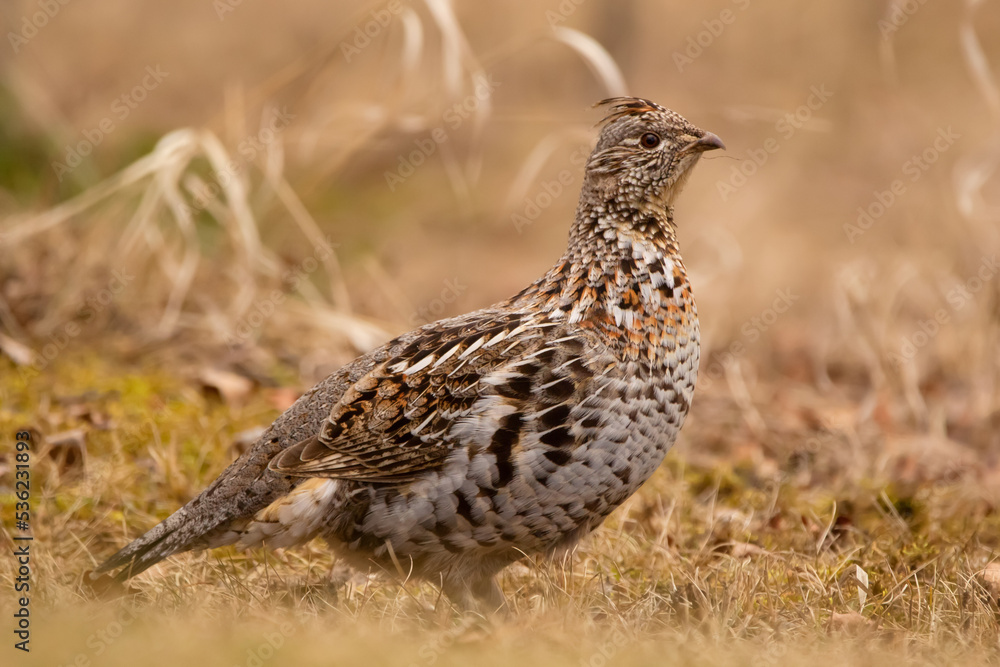 Hunting scene with ruffed grouse in the yellow autumn grass. Hunting scene with ruffed grouse in the yellow autumn grass.
