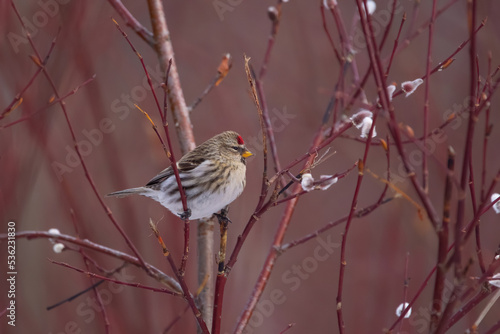 Male common redpoll perched on the red pussywillow branch. © Saeedatun