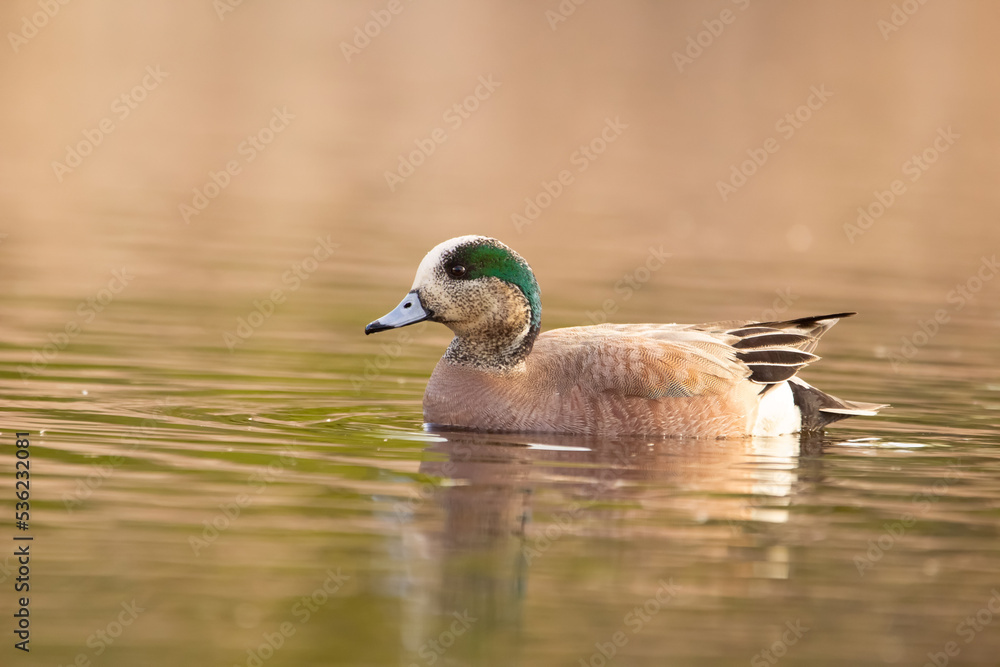 Fototapeta premium Cute male American wigeon is swimming alone in the lake.