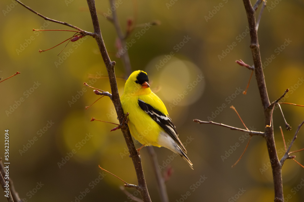 Naklejka premium American goldfinch is perched on the branch in the forest with yellow background.