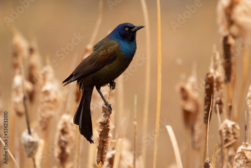 Male common grackle perched on yellow reeds in wild.