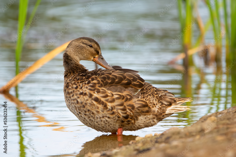Female Mallard is standing near the water f the lake and preening. Female Mallard is standing near the water f the lake and preening.