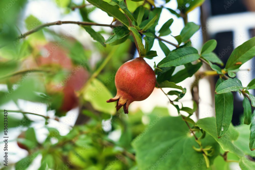Pomegranate fruit growing on a branch in Vietnam Pomegranate fruit growing on a branch in Vietnam