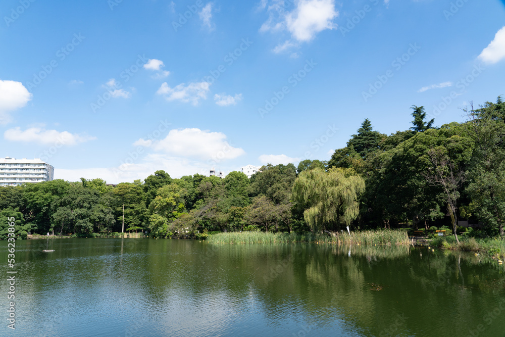 Fototapeta premium 井の頭公園