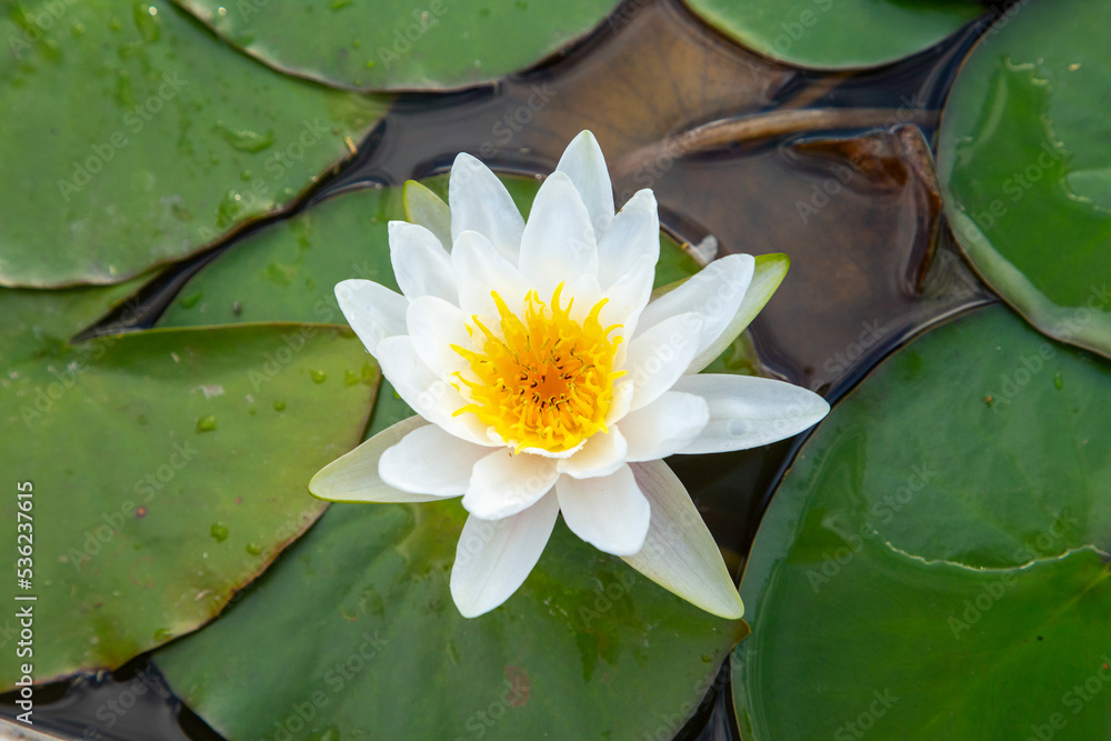 beautiful blooming water lily in the lake beautiful blooming water lily in the lake
