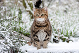 Dicke Katze im Garten - Schnee