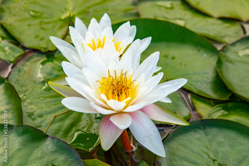 beautiful blooming water lily in the lake