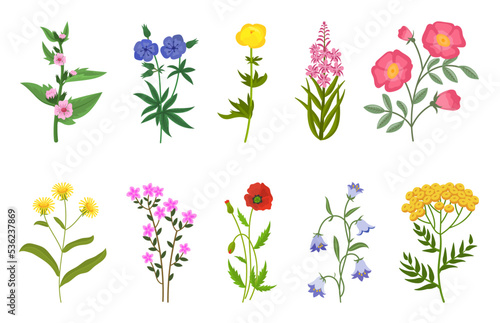 Different wild flowers vector illustrations set. Collection of meadow or field flowers, yellow buttercup and dandelion, bells, poppies isolated on white background. Nature, summer or spring concept